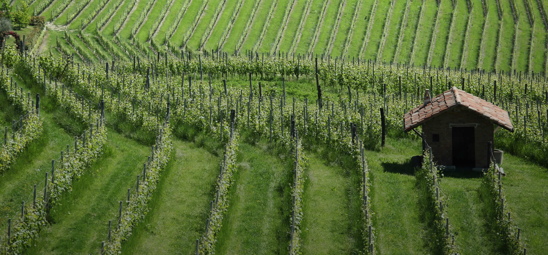 Fratelli Borgogno Vigneti