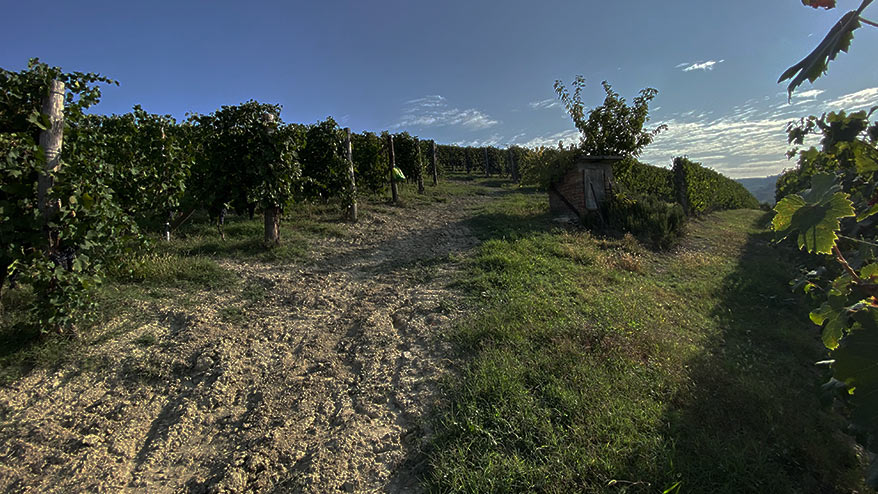 Borgogno Langhe Nebbiolo