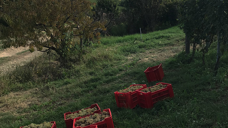 Langhe Nascetta Borgogno