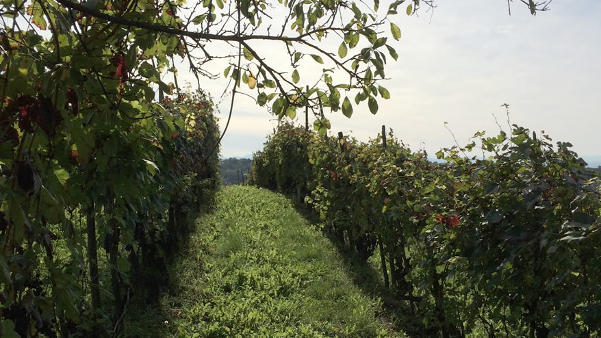 Borgogno Barbera
