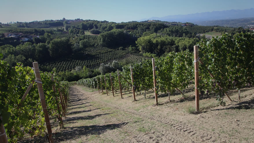 Borgogno - Bergera Barolo